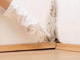 Environmental Consulting for Mold Prevention in Cocoa Beach, FL